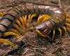 Öves szkolopendra