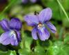 http://rockydale.wordpress.com/2009/04/20/whats-blooming-4/viola-odorata/