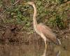 Ardea purpurea