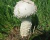 Őzlábgalóca, Amanita vittadinii